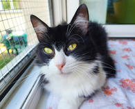 Фото: Самоед : Чорно-біла киця Жанета - пухнасте заспокоєння, 3 роки | кошечка кошка