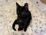 Фото: Самоед : Очень милый и игривый котенок Черныш в добрые руки!