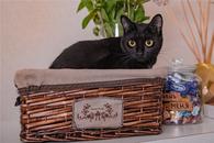 Фото: Скоттиш страйт (шотландская прямоухая) : Чёрная кошка в добрые руки