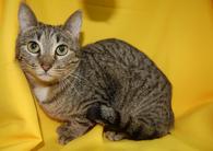 Фото: Скоттиш страйт (шотландская прямоухая) : Кошка Веста ищет дом