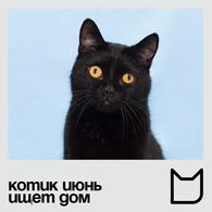 Фото: Скоттиш страйт (шотландская прямоухая) : Котик Июнь ищет дом!