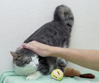 Фото: Скоттиш страйт (шотландская прямоухая) : Невероятно красивая и добрая кошка Люми в хорошие руки