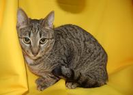 Фото: Скоттиш страйт (шотландская прямоухая) : Кошка Веста ищет дом