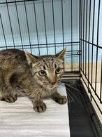 Фото: Скоттиш страйт (шотландская прямоухая) : Кошка Хася в добрые руки