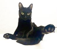 Фото: Скоттиш страйт (шотландская прямоухая) : Чёрная кошка в добрые руки