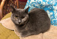Фото: Самоед : Дымка — британка с дачи. Ласковая кошка в добрые руки.