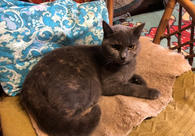 Фото: Самоед : Дымка — британка с дачи. Ласковая кошка в добрые руки.