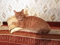 Фото: Самоед : Добрейший солнечный котик Рыжик ищет дом и доброе сердце