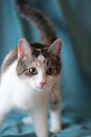 Фото: Скоттиш страйт (шотландская прямоухая) : Супер, мега, сверх игривая кошечка