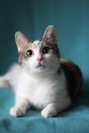 Фото: Скоттиш страйт (шотландская прямоухая) : Супер, мега, сверх игривая кошечка
