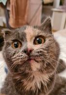 Фото: Скоттиш страйт (шотландская прямоухая) : Ищем дом киске Ириске!