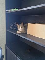 Фото: Скоттиш страйт (шотландская прямоухая) : В поисках дома кошка Кира