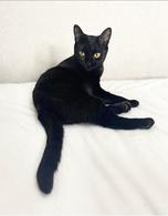 Фото: Скоттиш страйт (шотландская прямоухая) : Чёрная кошка в добрые руки
