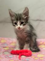Фото: Скоттиш страйт (шотландская прямоухая) : Котята ищут дом