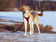 Фото: Самоед : Идеальный компаньон для всей семьи, молодая собака Лесса в добрые руки