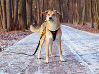 Фото: Самоед : Идеальный компаньон для всей семьи, молодая собака Лесса в добрые руки