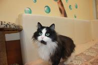 Фото: Самоед : Ищет дом котик Бориска. В добрые руки.