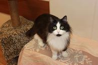 Фото: Самоед : Ищет дом котик Бориска. В добрые руки.