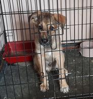 Фото: Скоттиш страйт (шотландская прямоухая) : Ищет дом маленький щенок