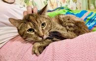 Фото: Самоед : Ищет дом необычная кошка Беатриче, ласковая и трогательная. 