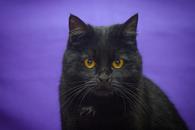 Фото: Скоттиш страйт (шотландская прямоухая) : Кошечка Алиса ищет дом! В добрые руки!