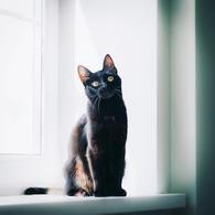 Фото: Скоттиш страйт (шотландская прямоухая) : Кошечка Жужа ищет родителей!