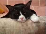 Фото: Мейн-кун : Кот Мейн Кун на для вязки