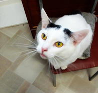 Фото: Самоед : Кот с огромными медовыми глазами