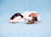 Фото: Скоттиш страйт (шотландская прямоухая) : Котенок Алиса в добрые руки