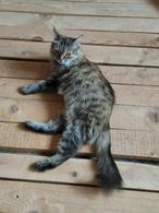 Фото: Скоттиш страйт (шотландская прямоухая) : Шикарная кошка Матильда ищет дом.