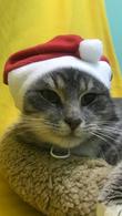 Фото: Скоттиш страйт (шотландская прямоухая) : Шикарный котик Мишель ищет дом.