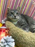 Фото: Скоттиш страйт (шотландская прямоухая) : Шикарный котик Мишель ищет дом.