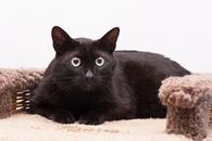 Фото: Скоттиш страйт (шотландская прямоухая) : Котик Чип ищет дом! В любящие руки!