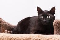 Фото: Скоттиш страйт (шотландская прямоухая) : Котик Чип ищет дом! В любящие руки!