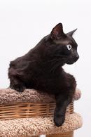 Фото: Скоттиш страйт (шотландская прямоухая) : Котик Чип ищет дом! В любящие руки!