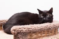 Фото: Скоттиш страйт (шотландская прямоухая) : Котик Чип ищет дом! В любящие руки!