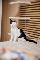 Фото: Скоттиш страйт (шотландская прямоухая) : Кошечка Гамма в добрые руки