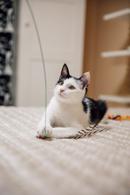 Фото: Скоттиш страйт (шотландская прямоухая) : Кошечка Гамма в добрые руки