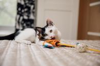 Фото: Скоттиш страйт (шотландская прямоухая) : Кошечка Гамма в добрые руки
