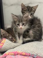 Фото: Скоттиш страйт (шотландская прямоухая) : Котята ищут дом
