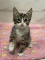 Фото: Скоттиш страйт (шотландская прямоухая) : Котята ищут дом