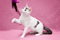 Фото: Самоед : Сахарная Санса,  котенок подросток в добрые руки.
