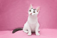 Фото: Самоед : Сахарная Санса,  котенок подросток в добрые руки.