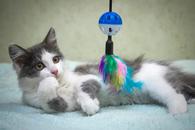 Фото: Скоттиш страйт (шотландская прямоухая) : Чудесный котенок в добрые руки.