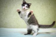 Фото: Скоттиш страйт (шотландская прямоухая) : Чудесный котенок в добрые руки.