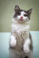 Фото: Скоттиш страйт (шотландская прямоухая) : Чудесный котенок в добрые руки.