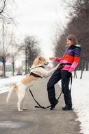 Фото: Скоттиш страйт (шотландская прямоухая) : Марли ищет дом.