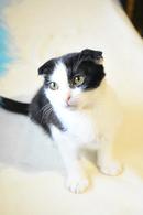 Фото: Скоттиш страйт (шотландская прямоухая) : Крошки котята (3 мес.) в поисках дома