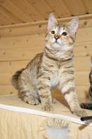 Фото: Скоттиш страйт (шотландская прямоухая) : Крошки котята (3 мес.) в поисках дома