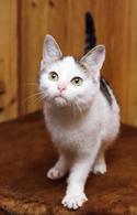 Фото: Скоттиш страйт (шотландская прямоухая) : Крошки котята (3 мес.) в поисках дома
